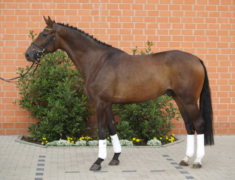 HW Farm Sales Horse Rockdale